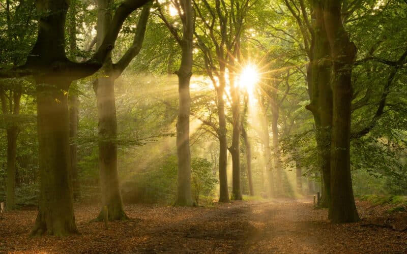 Sunbeams,Through,The,Trees,On,A,Forest,Path,During,Sunrise