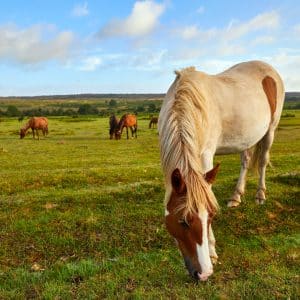 Landscape,Image,Of,The,New,Forest,,Hampshire,With,Semi wild,Ponies.
